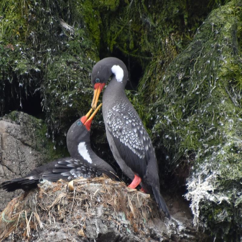 Ile de Chiloé : cormoran